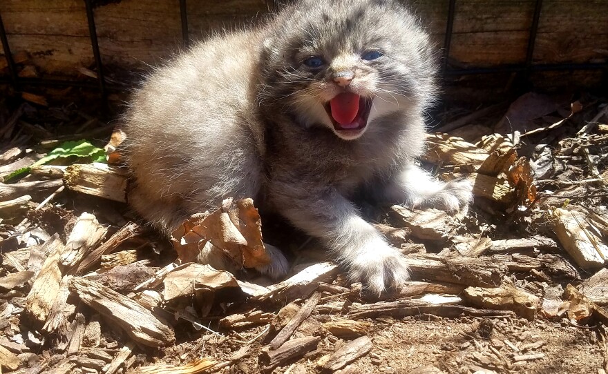 "Adorable Arrival: 5 Pallas' Cat Kittens Join the Miller Park Zoo Family!" - Yeudon