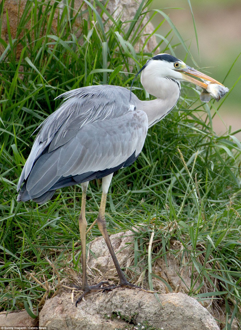 A Fishy Fight: Heron and Snake Clash in a Battle for Survival - Sporting ABC