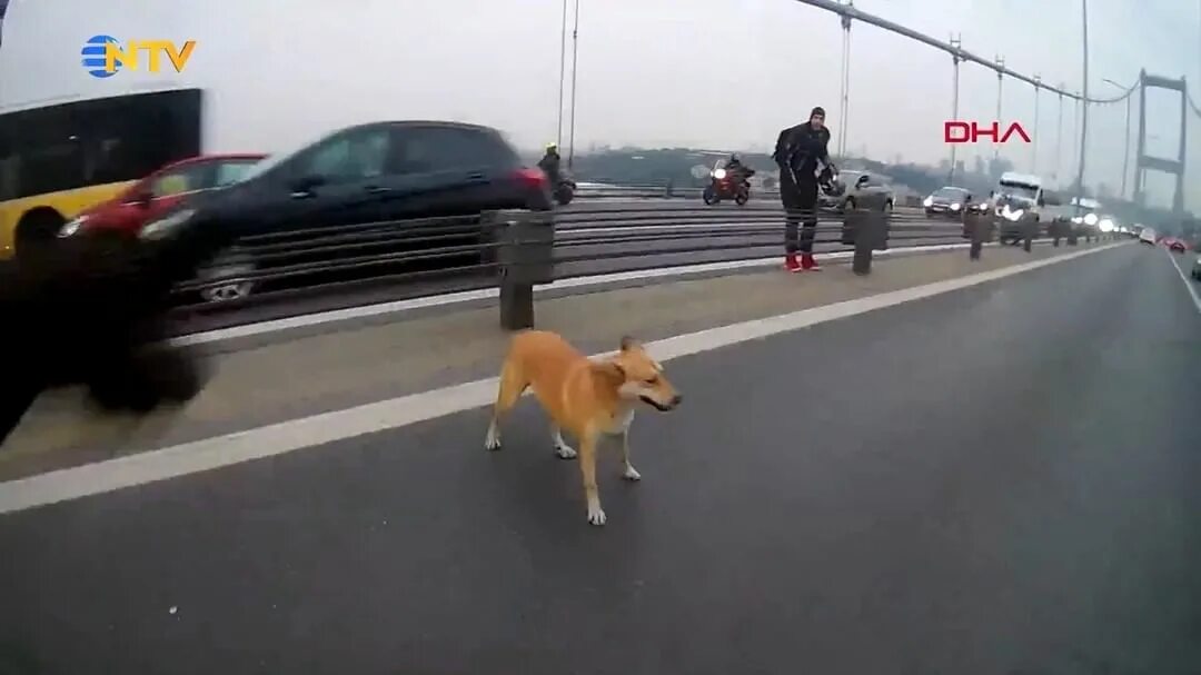 hd. "Brave Man Defies Danger to Rescue Dog from Highway, Leaving Spectators in Awe" - LifeAnimal