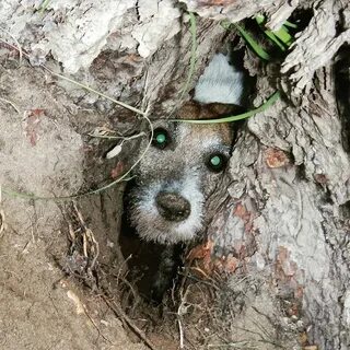 Heartstring-Tugging: Emotional Howl of Pup Trapped in Deep Pit Captured - Sporting ABC