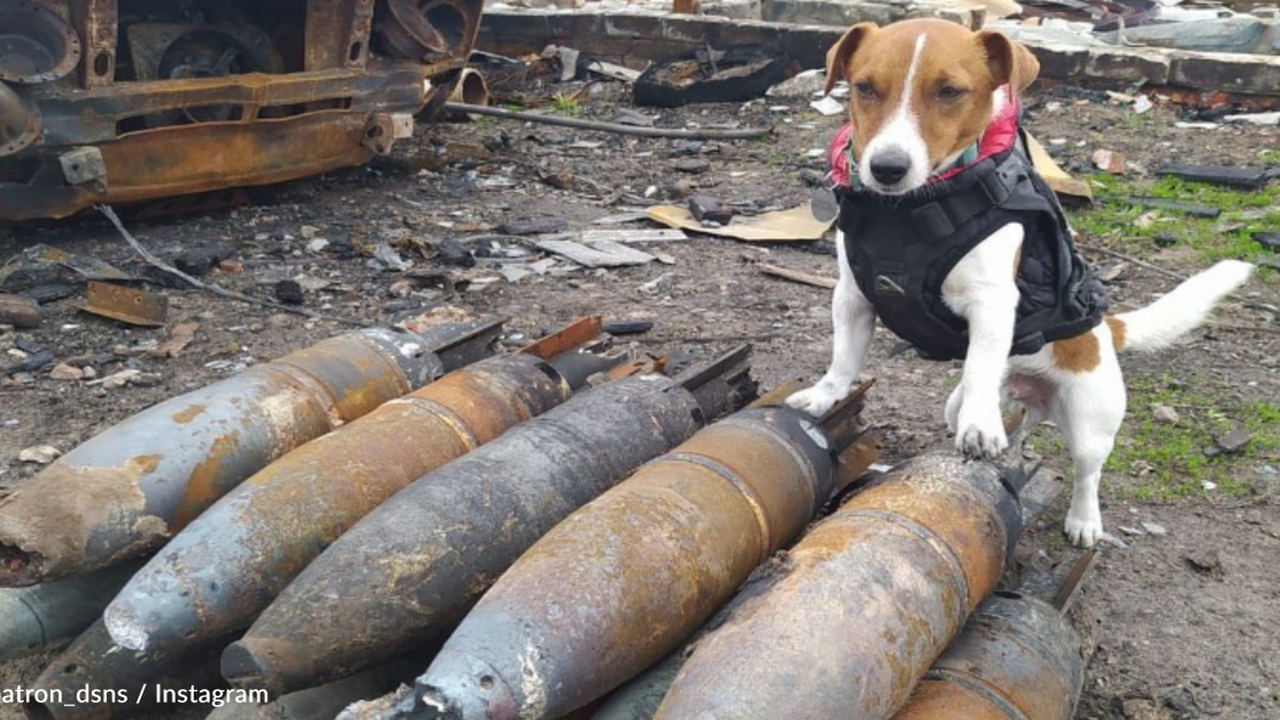 Smart dog finds more than 150 bombs hidden in Ukraine and unexpected ending.ThuHa