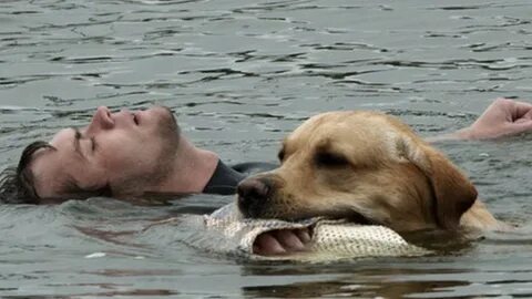 The moment when the dog recklessly jumped into the river to save his owner in danger, everyone who witnessed it was moved and admired for this brave act.ThuHa