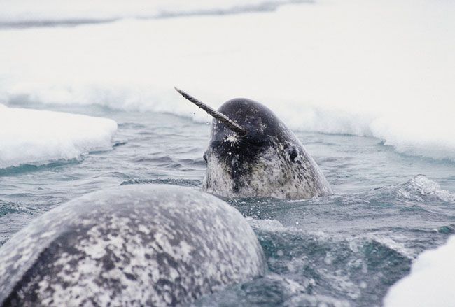 The Narwhal: A Captivating and Mysterious Arctic Creature - Making Global Headlines - Sporting ABC