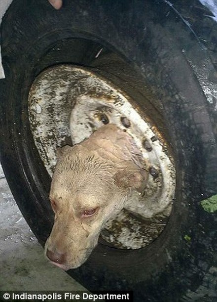 More than 10 hours to rescue the poor dog with its head in the wheel of a car