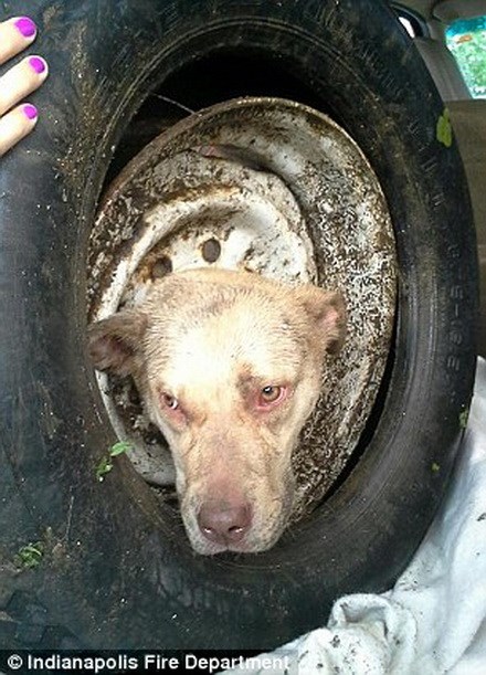 More than 10 hours to rescue the poor dog with its head in the wheel of a car