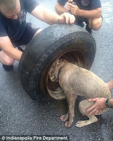 More than 10 hours to rescue the poor dog with its head in the wheel of a car