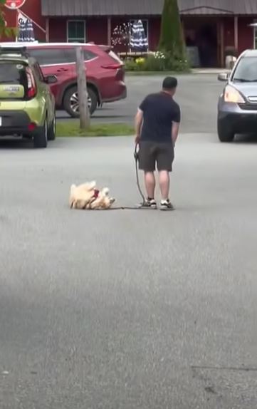 In a hilarious display of stubbornness, a Golden Retriever adamantly refuses to budge when it's time to go home. - Puppies Love