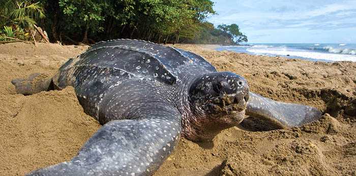 Unveiling the Enigma: Massive and Bizarre Turtle Sightings Puzzle American Beachgoers - Sporting ABC