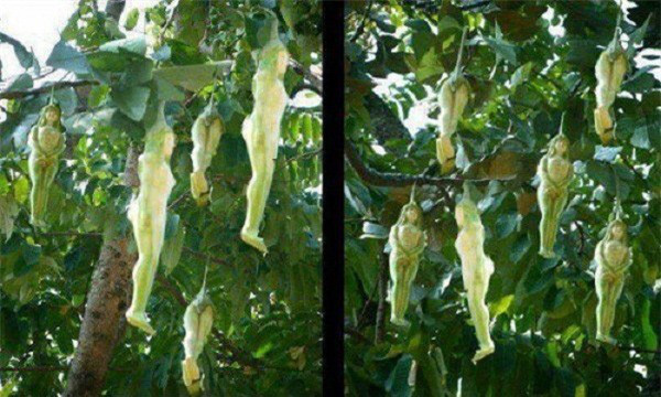 Unusual Tree Bears Human-Shaped Fruit. l - LifeAnimal