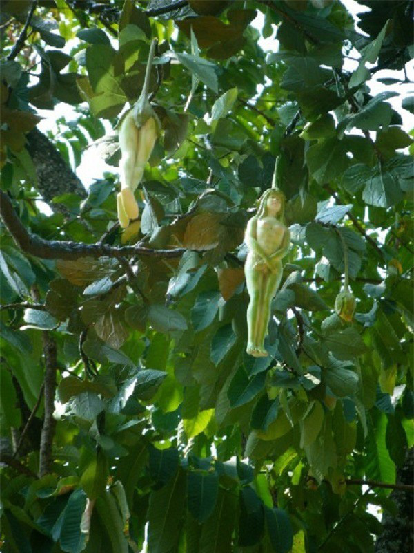 Unusual Tree Bears Human-Shaped Fruit. l - LifeAnimal