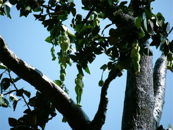 Unusual Tree Bears Human-Shaped Fruit. l - LifeAnimal