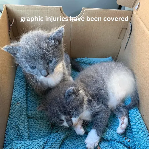 Two twin kittens survived a lawnmower accident despite losing both hind legs, and now they hope to be together forever