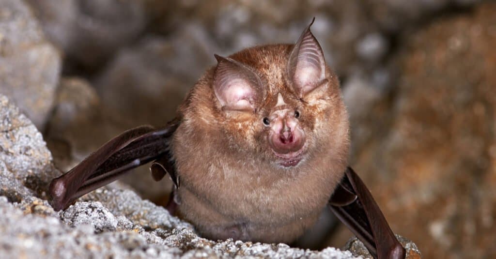 Meet Tiny Honduran Bats - The Most Adorable Thing You’ll See Today - Sporting ABC