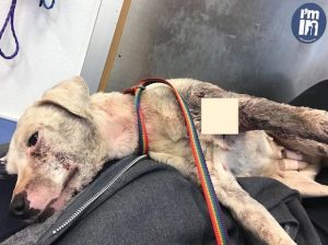 Severely Injured Dog Drags Herself Over To Jogger Who Finds Her