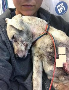 Severely Injured Dog Drags Herself Over To Jogger Who Finds Her