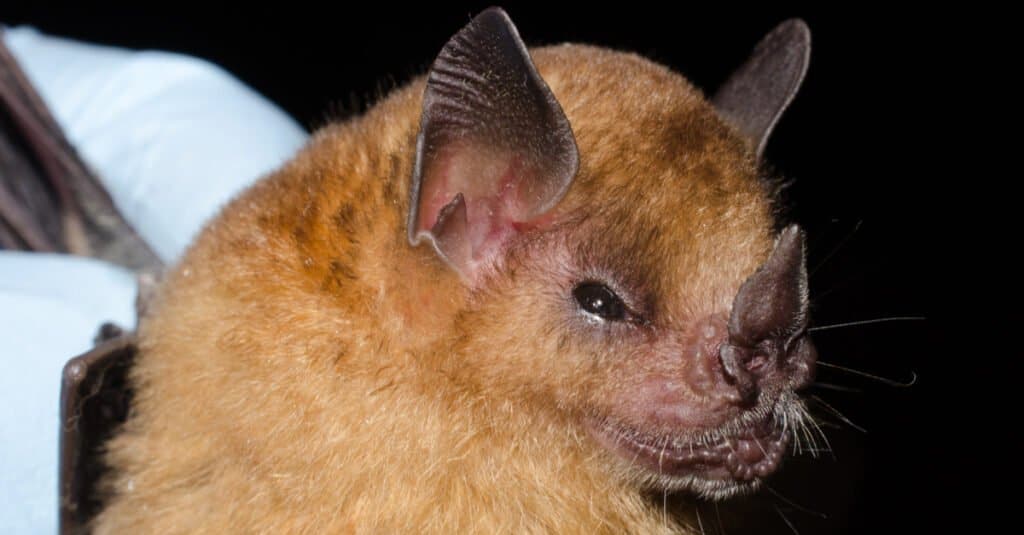 Meet Tiny Honduran Bats - The Most Adorable Thing You’ll See Today - Sporting ABC