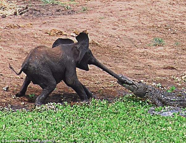 Brave Mother Elephant Protects Her Young, Defeats Crocodile Using Her Entire Body – Top News