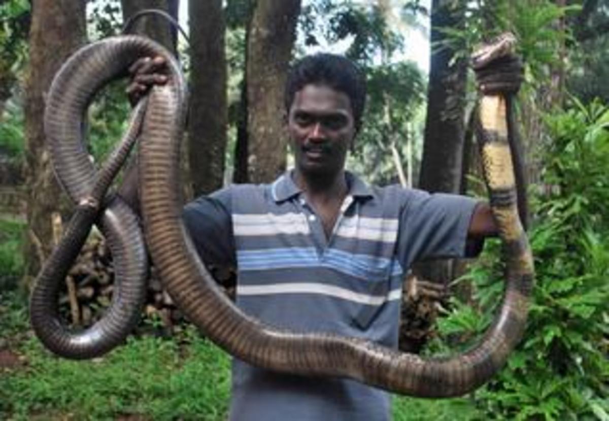 The famous snake-eating tribe known as the "Snake Hunters" (Video).f - LifeAnimal