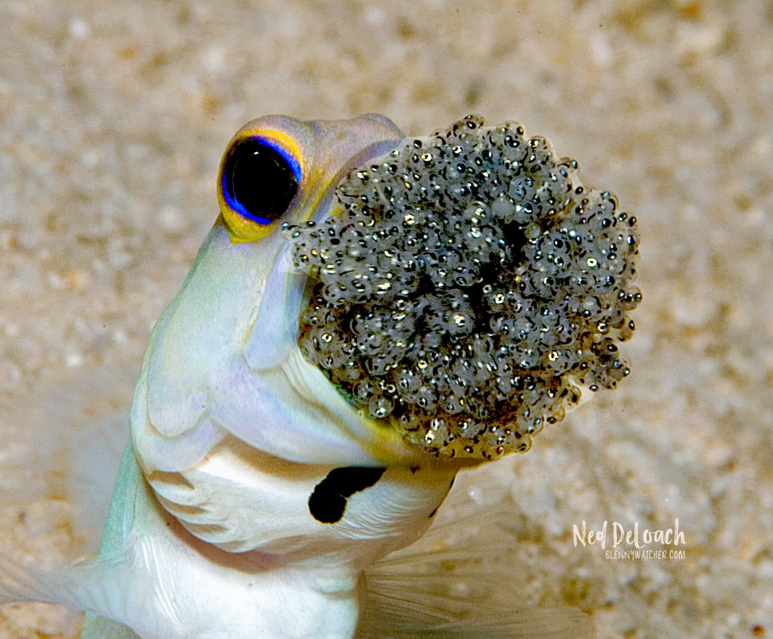 Male fish called a "jawfish" will squeeze its eggs into its mouth to protect them. - VK News