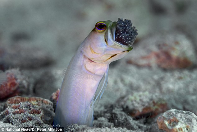 Male fish called a "jawfish" will squeeze its eggs into its mouth to protect them. - VK News