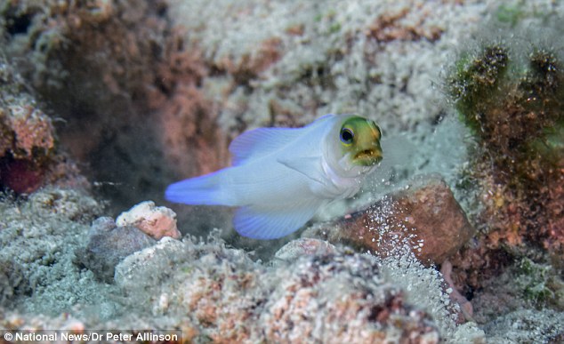 Male fish called a "jawfish" will squeeze its eggs into its mouth to protect them. - VK News