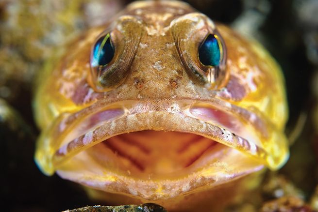 Male fish called a "jawfish" will squeeze its eggs into its mouth to protect them. - VK News