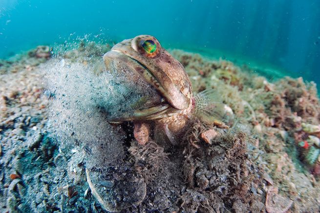 Male fish called a "jawfish" will squeeze its eggs into its mouth to protect them. - VK News