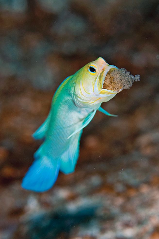 Male fish called a "jawfish" will squeeze its eggs into its mouth to protect them. - VK News