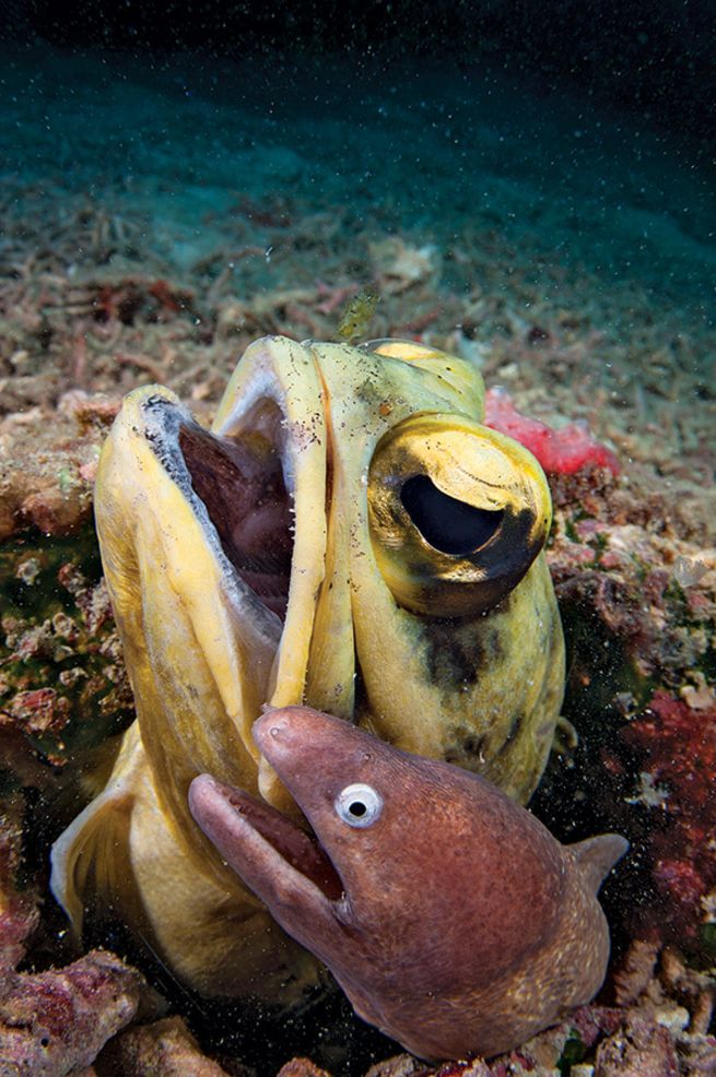 Male fish called a "jawfish" will squeeze its eggs into its mouth to protect them. - VK News