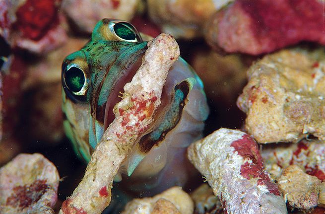 Male fish called a "jawfish" will squeeze its eggs into its mouth to protect them. - VK News