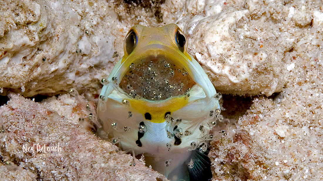 Male fish called a "jawfish" will squeeze its eggs into its mouth to protect them. - VK News