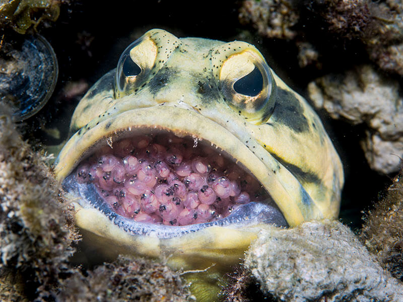 Male fish called a "jawfish" will squeeze its eggs into its mouth to protect them. - VK News