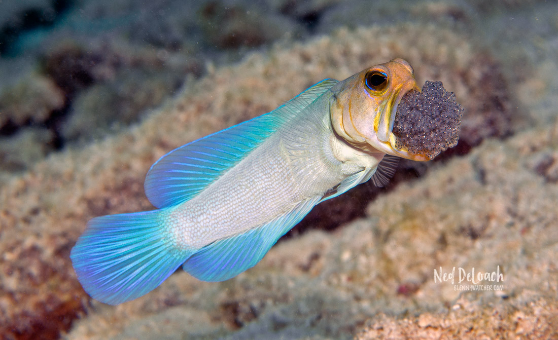 Male fish called a "jawfish" will squeeze its eggs into its mouth to protect them. - VK News