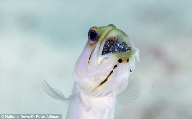 Male fish called a "jawfish" will squeeze its eggs into its mouth to protect them. - VK News