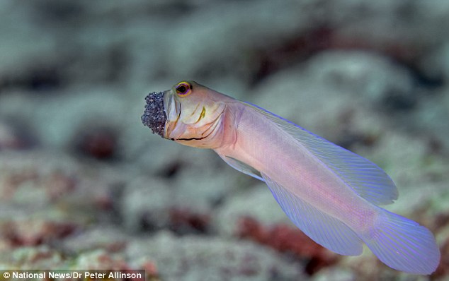 Male fish called a "jawfish" will squeeze its eggs into its mouth to protect them. - VK News