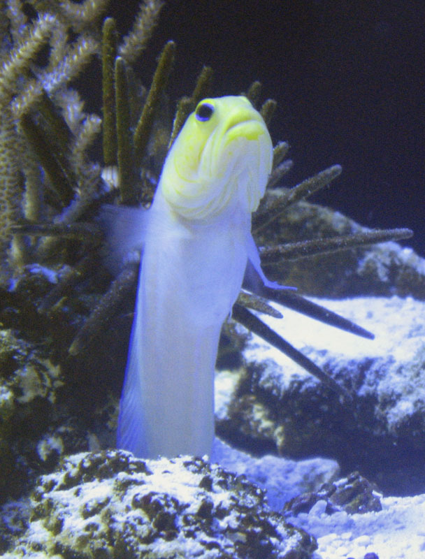 Male fish called a "jawfish" will squeeze its eggs into its mouth to protect them. - VK News