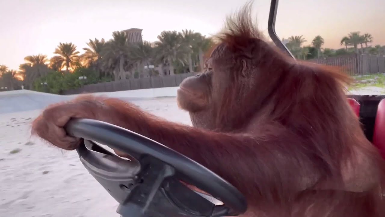 Captivated by the Astounding Skills of Orangutan Rambo: Watch as He Learns to Drive and Takes Tourists on an Unforgettable Journey! (Video) - Sporting ABC