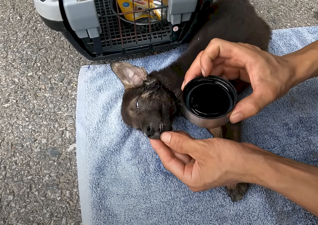 Race against time: Rescue the poor dog that fell helplessly on the railway to ensure its survival