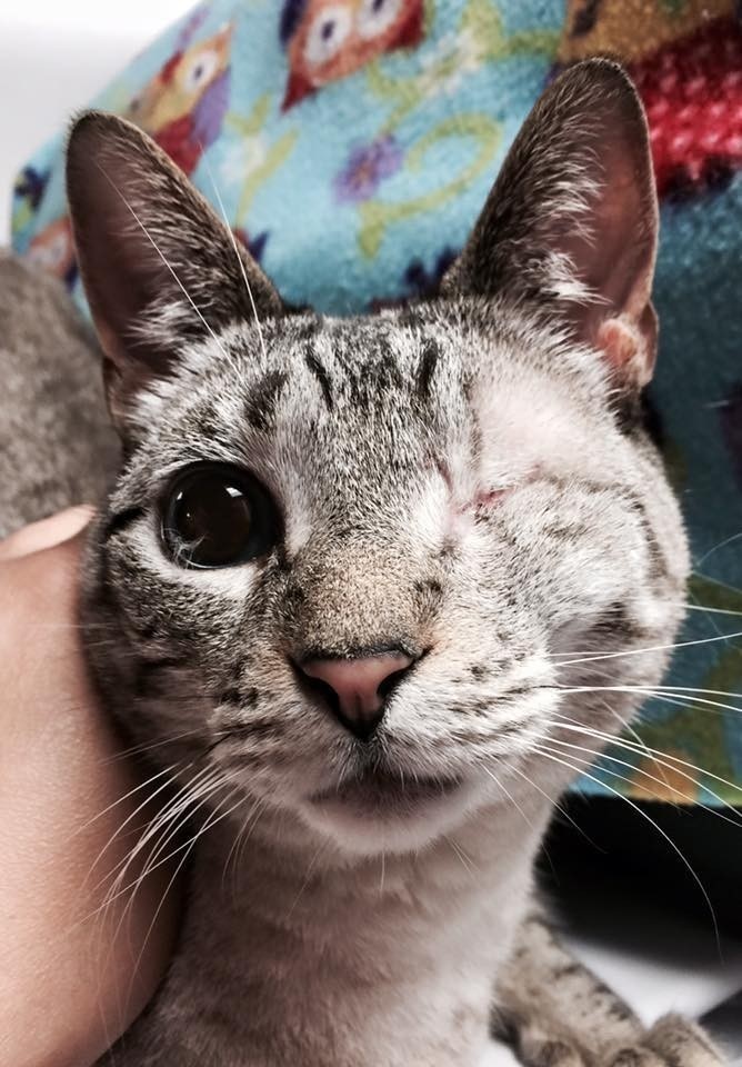 Introducing Apollo, a little kitten with one eye who finally found a caring home after years of being alone