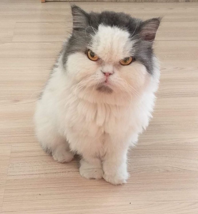 Meet Leo, The Angry Cat Who Looks Like He’s Permanently Judging Your Poor Life Choices