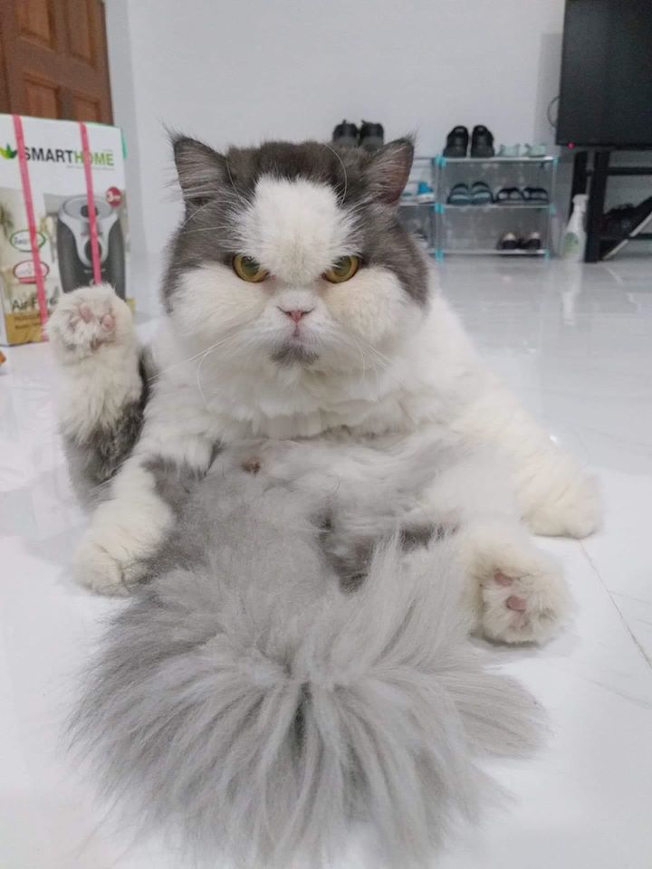 Meet Leo, The Angry Cat Who Looks Like He’s Permanently Judging Your Poor Life Choices