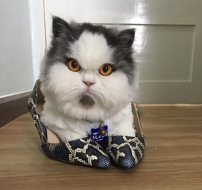 Meet Leo, The Angry Cat Who Looks Like He’s Permanently Judging Your Poor Life Choices