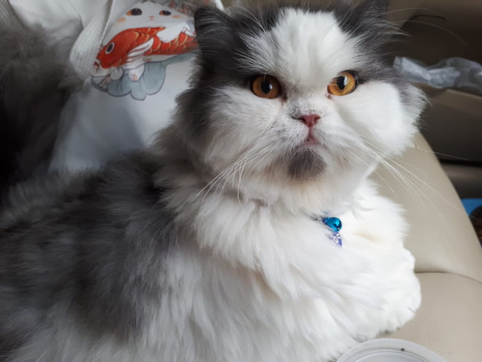 Meet Leo, The Angry Cat Who Looks Like He’s Permanently Judging Your Poor Life Choices