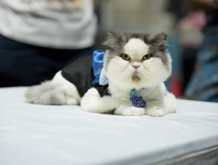 Meet Leo, The Angry Cat Who Looks Like He’s Permanently Judging Your Poor Life Choices