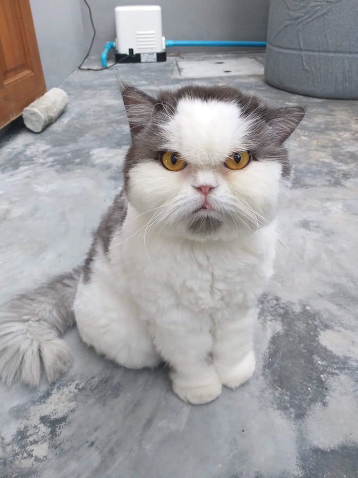 Meet Leo, The Angry Cat Who Looks Like He’s Permanently Judging Your Poor Life Choices