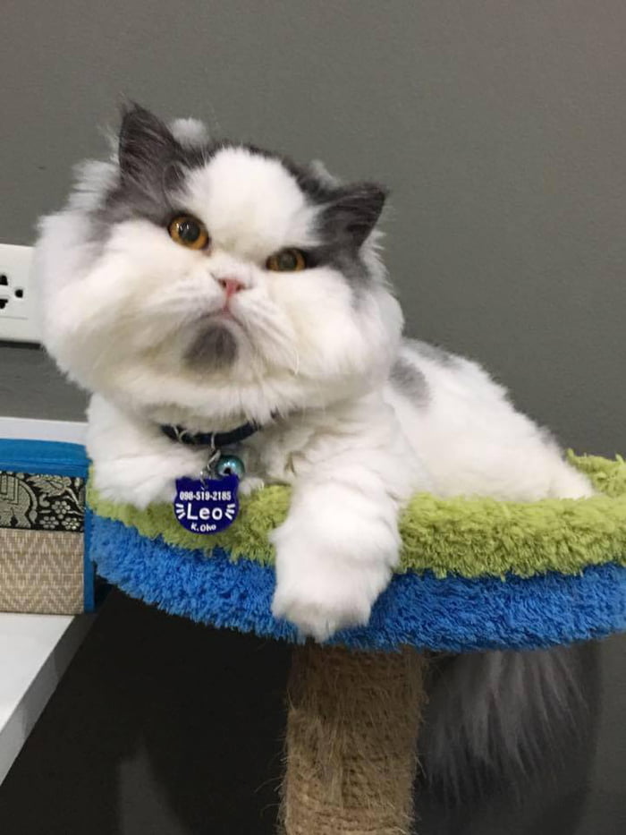 Meet Leo, The Angry Cat Who Looks Like He’s Permanently Judging Your Poor Life Choices