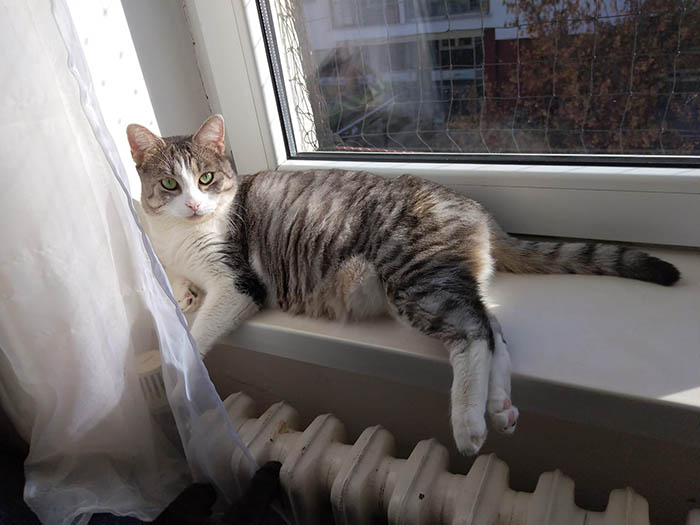 a street cat enduring weeks of snow and cold, to finally experiencing the warmth and comfort she DESIRED