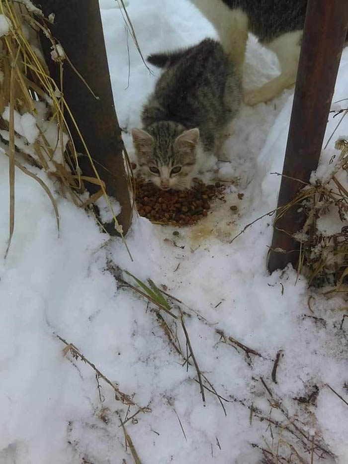 a street cat enduring weeks of snow and cold, to finally experiencing the warmth and comfort she DESIRED