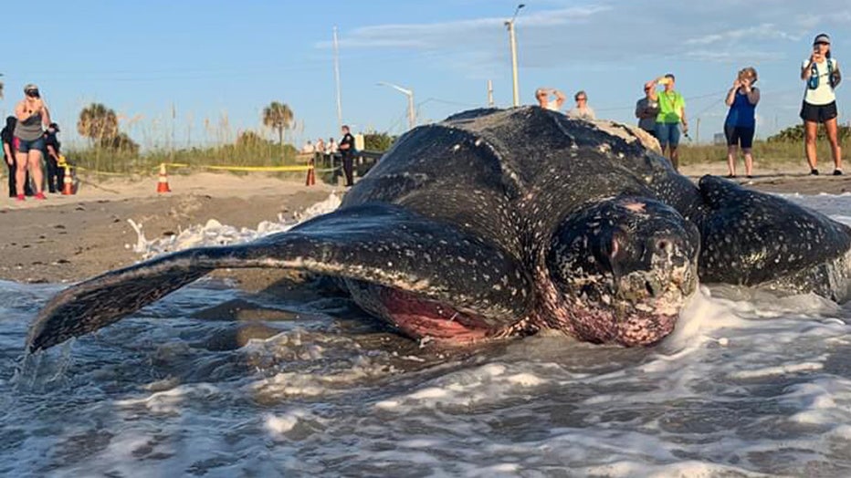 Unveiling the Enigma: Massive and Bizarre Turtle Sightings Puzzle American Beachgoers - Sporting ABC