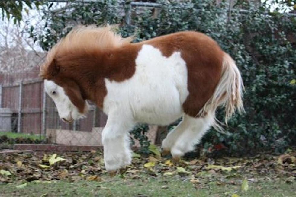 7 Fascinating Facts That Will Capture Your Heart for Miniature Horses